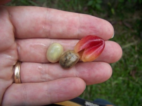 Топ-10: Странные факты о кофе