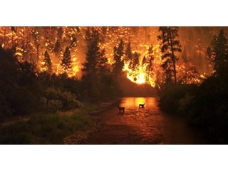 Почему в Сибири не смогли потушить лесные пожары?