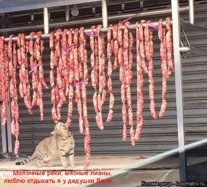 Свежая котоматрица