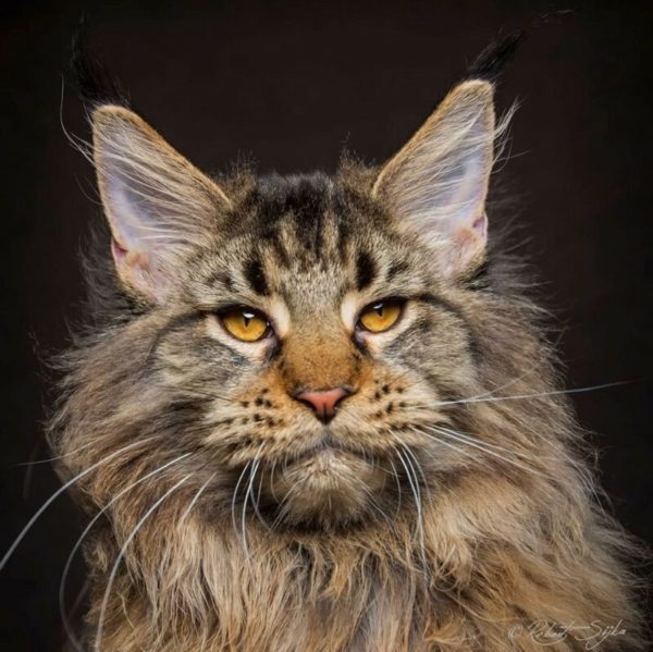 Американская енотовая кошка Maine Coon