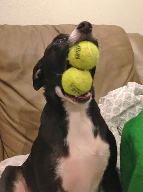 Смешные собаки, которые перенесли странность аж в другое измерение 