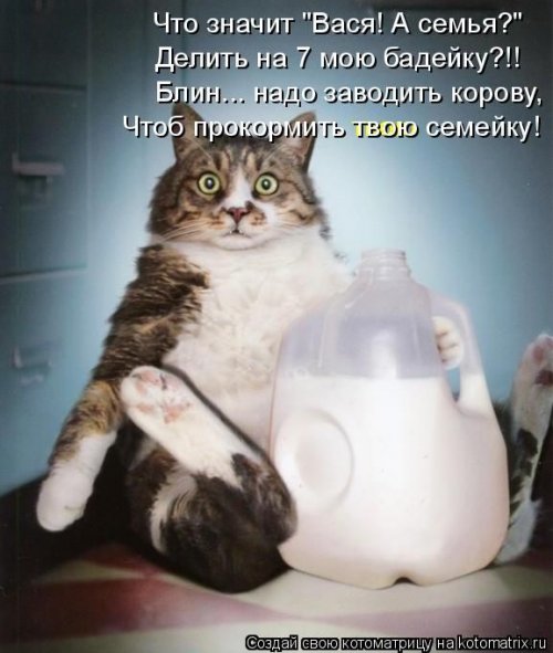 Свежая котоматрица на Бугаге (37 фото)