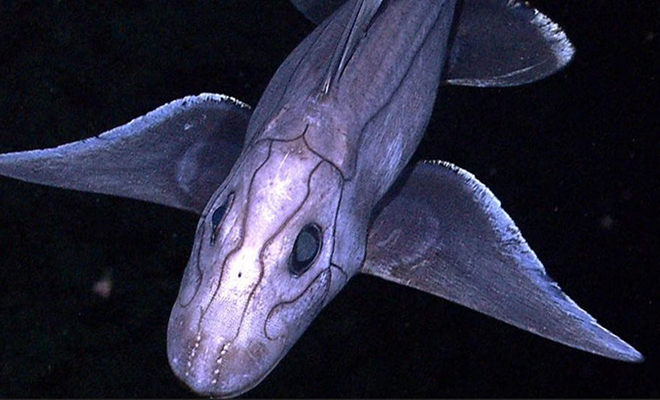 Под водой на глубине увидели существо, которое выглядит как механическая рыба