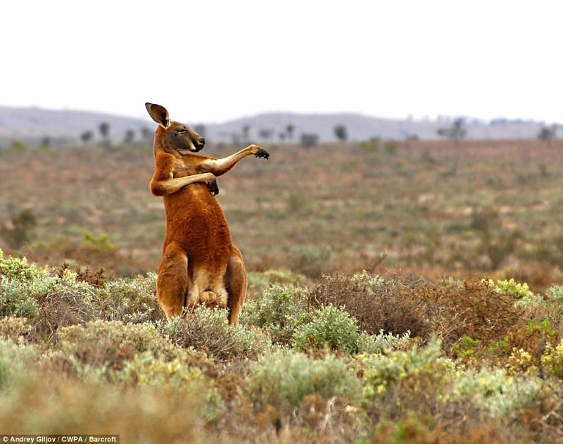 Кунг-фу Кенгуру 2017, Comedy Wildlife Photography Awards, забавные животные, смешные животные, уморительные, фотографии животных, фотоконкурс, фотоконкурсы. природа