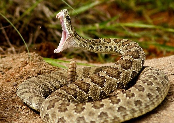 У змеи очень сильно чешется хвостик, а почесать ей нечем, ведь ручек то нет! 