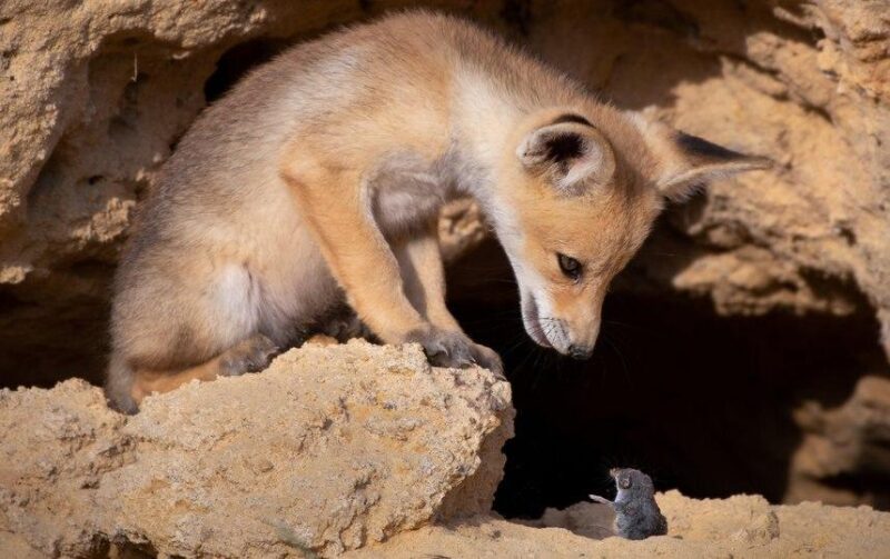 Фотография: Самые смешные фото диких животных от финалистов Comedy Wildlife Photography Awards 2020 №3 - BigPicture.ru