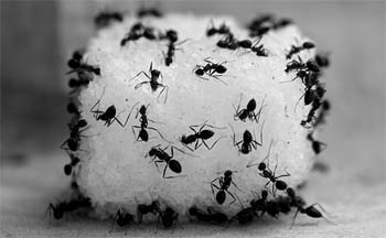 муравьи на кусочке сахара