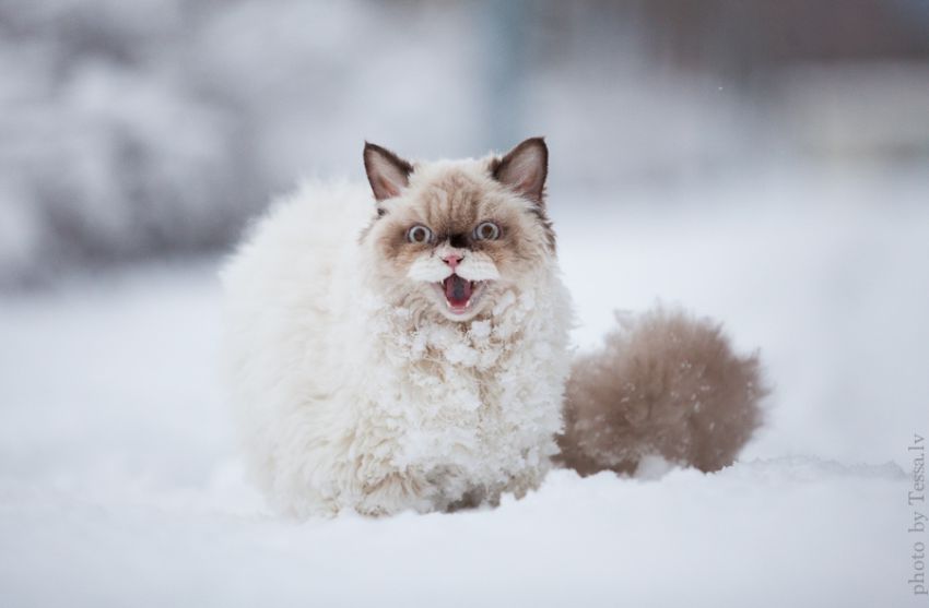 Картинки по запросу Кот впервые увидел снег