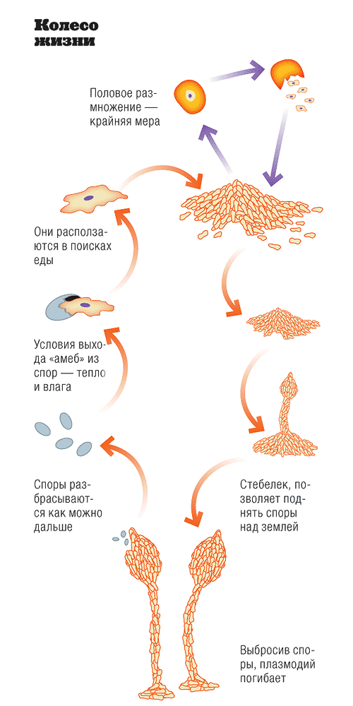 VS2_099_Zoology.gif