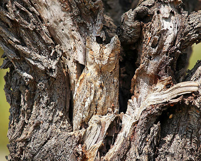 Great Horned Owl