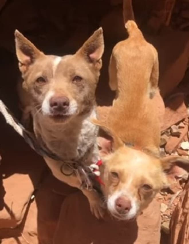 Счастливые собаки