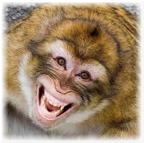 Улыбающиеся животные дарят минутку позитива людям Улыбающиеся животные дарят минутку позитива людям не всё так грустно