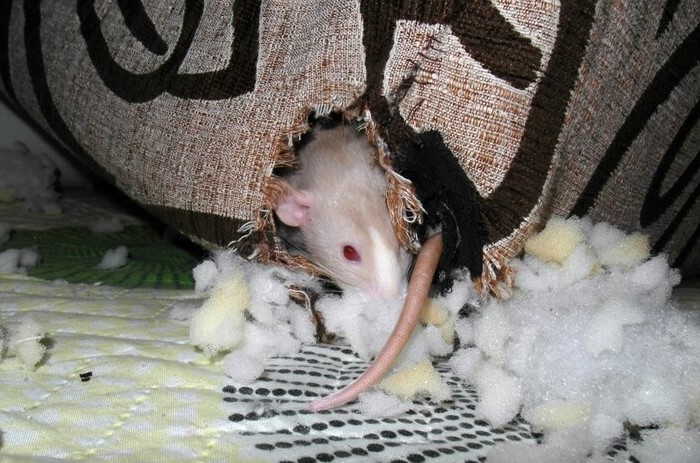 Мебель нужно разобрать, поскольку мышь может прогрызть обивку и оказаться внутри / Фото: ratmania.ru