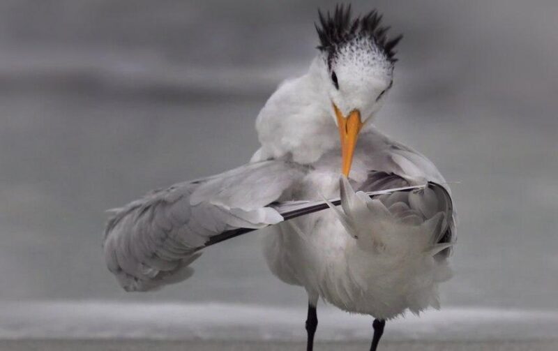 Фотография: Самые смешные фото диких животных от финалистов Comedy Wildlife Photography Awards 2020 №8 - BigPicture.ru