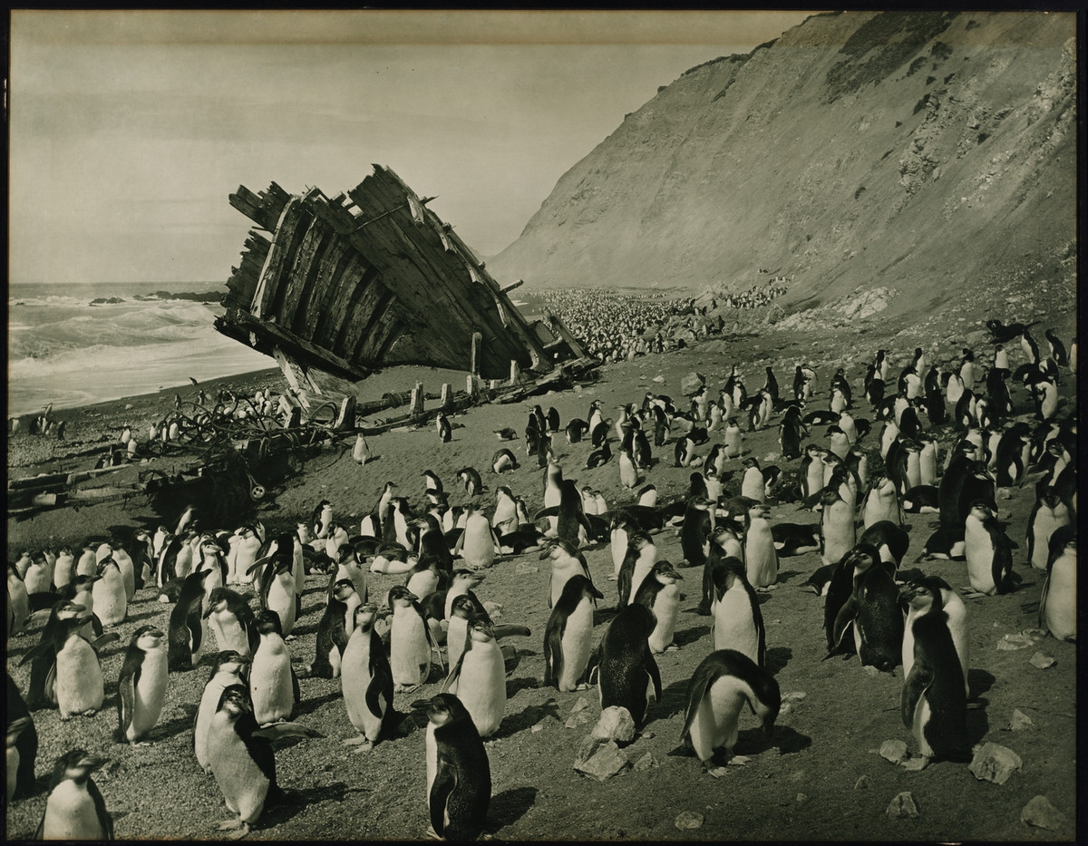 Первая Австралийская антарктическая экспедиция в фотографиях Фрэнка Хёрли 1911-1914 33