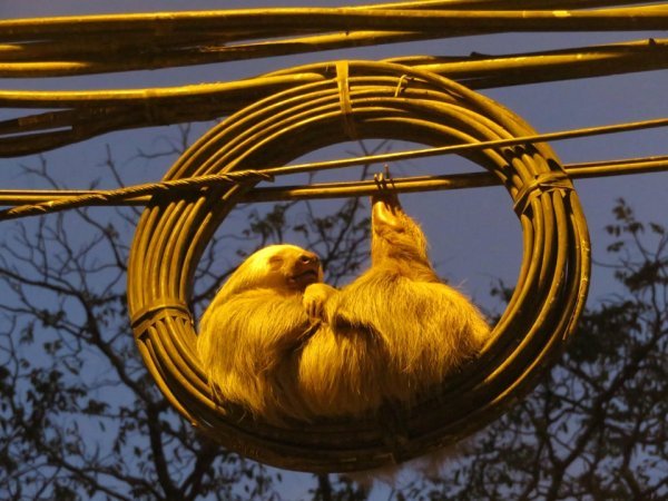 Разные любопытные и забавные наблюдения с городских улиц