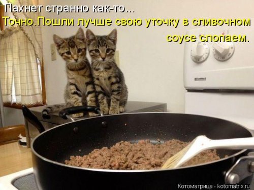 Новая котоматрица 