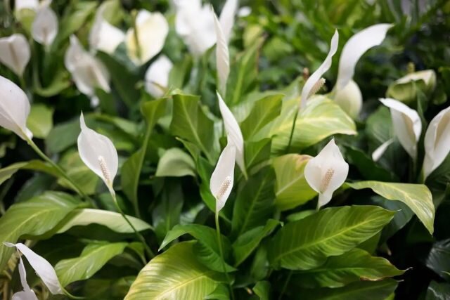 Спатифиллум (Spathiphyllum spp.). © krishijagran  
