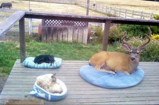 Они смогли влиться в новый коллектив и замаскироваться. Подборка смешных фото Они смогли влиться в новый коллектив и замаскироваться. Подборка смешных фото