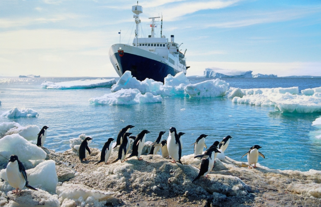 Лайра антарктика сиборн ширан фото