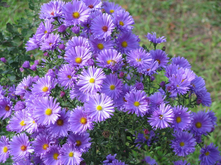 Многолетние астры - звёзды осеннего сада астры, Aster, растения, цветения, куста, можно, астра, особенно, высотой, кустарниковая, новобельгийская, почвы, сортов, гибридов, цветёт, новоанглийская, только, сентябре, время, мучнистой