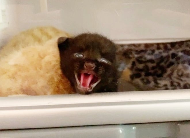 Котенок открыл рот