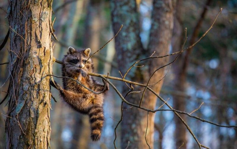 Фотография: Самые смешные фото диких животных от финалистов Comedy Wildlife Photography Awards 2020 №16 - BigPicture.ru