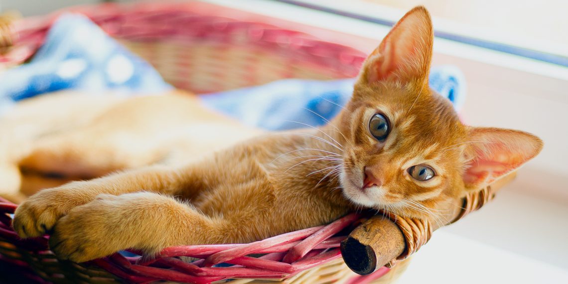 7 простых способов сделать лежанку для кошки своими руками для дома и дачи,мастер-класс
