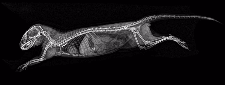 10 поразительных рентгеновских снимков диких животных животные,интересное,рентгеновские снимки