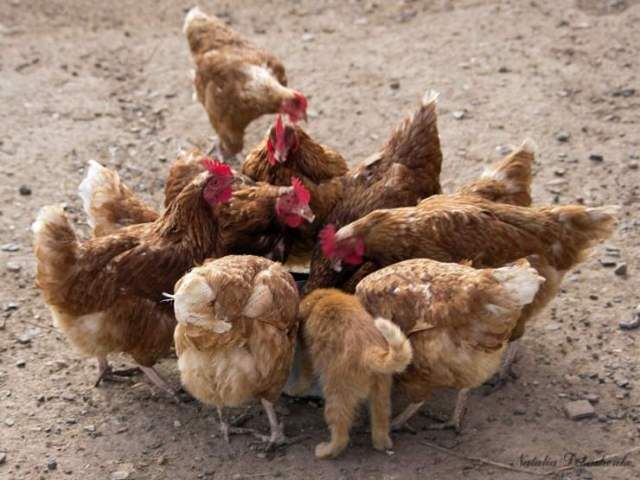 Они смогли влиться в новый коллектив и замаскироваться. Подборка смешных фото Они смогли влиться в новый коллектив и замаскироваться. Подборка смешных фото