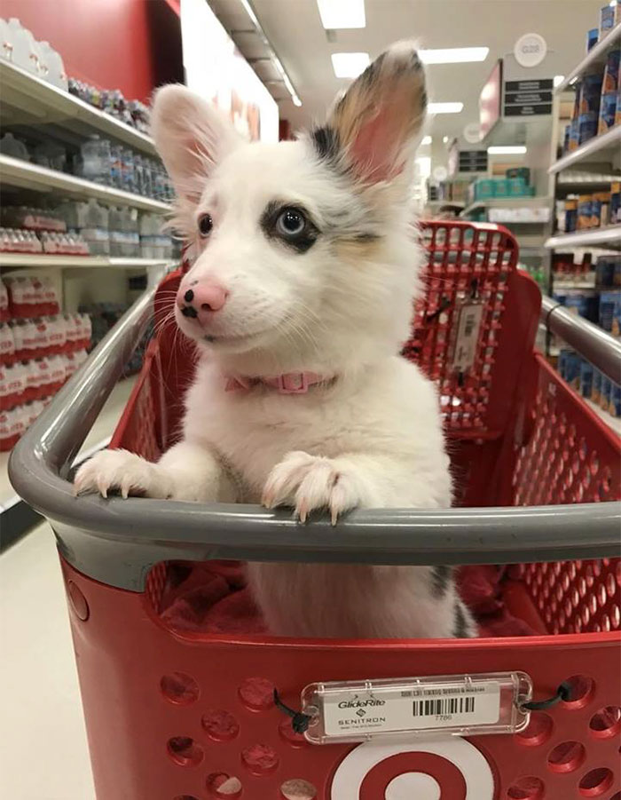 happy-dog-shopping-target-zira-the-corgi-virgoprincxss-3