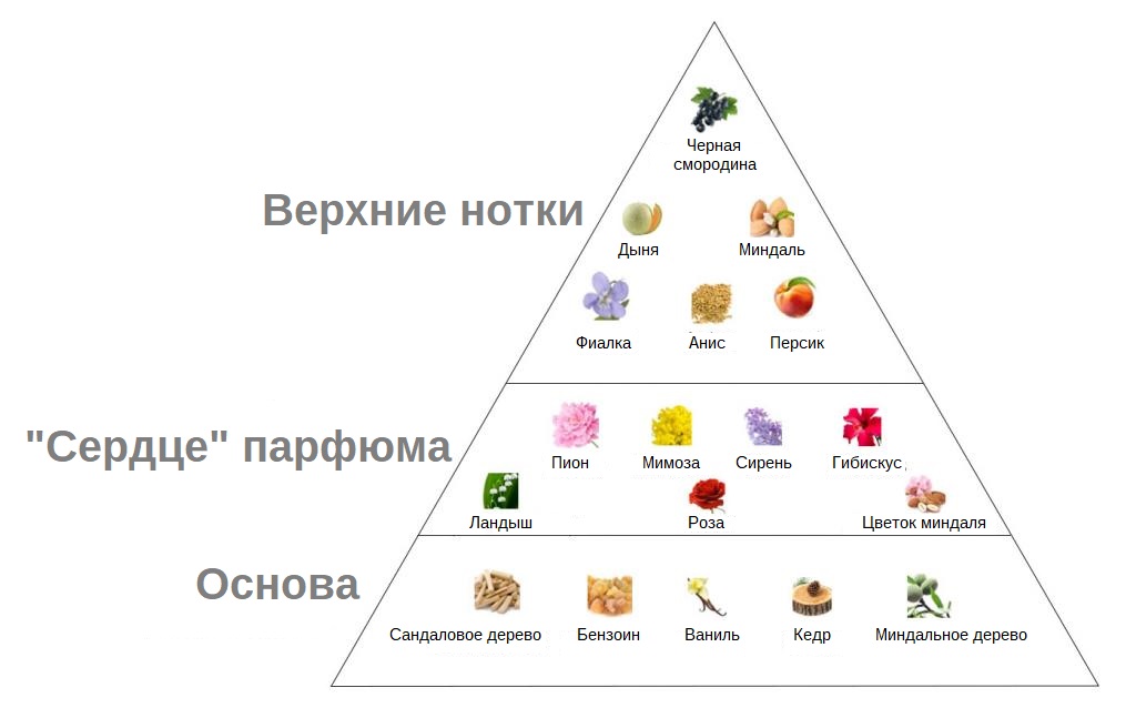 Парфюм пирамида ароматов