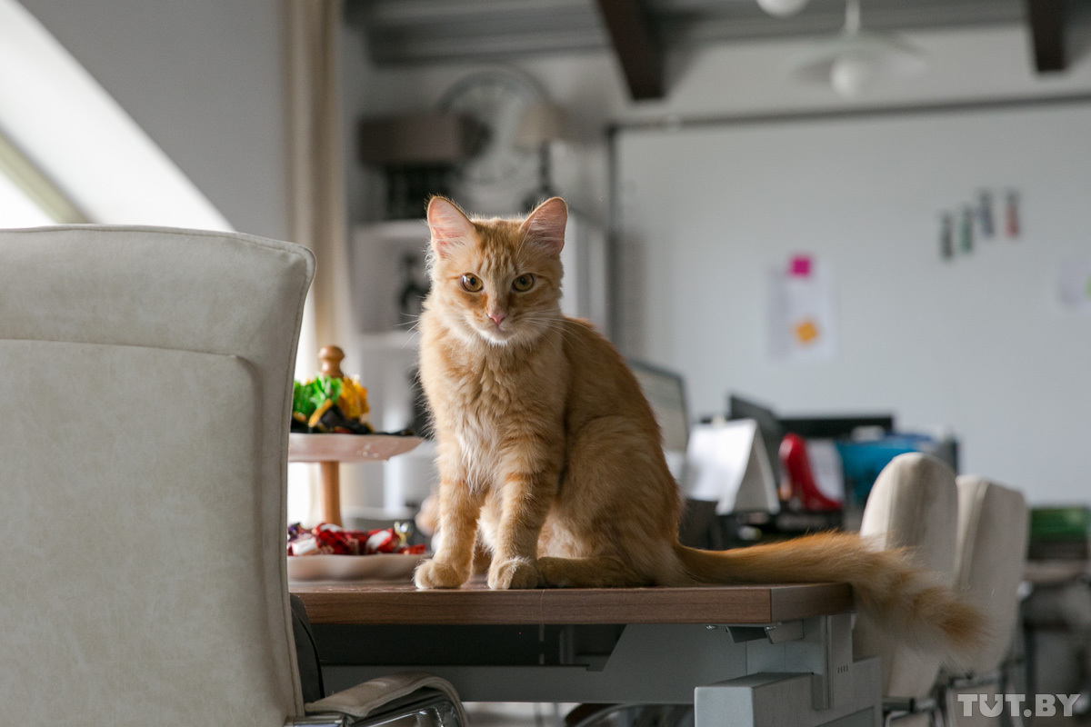 Коты представляет без рекламы. Мусти мультсериал три кота. Котэ тв. Котэ мультик для малышей. Три кота сборник новых серий 2020.