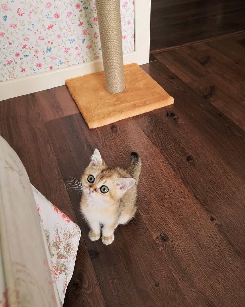 Что учесть при выборе отделочных материалов и мебели, если у вас есть домашний питомец? Что учесть при выборе отделочных материалов и мебели, если у вас есть домашний питомец? домашние животные