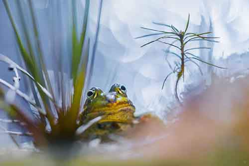 Самые удивительные и очаровательные представители жабьего царства природа