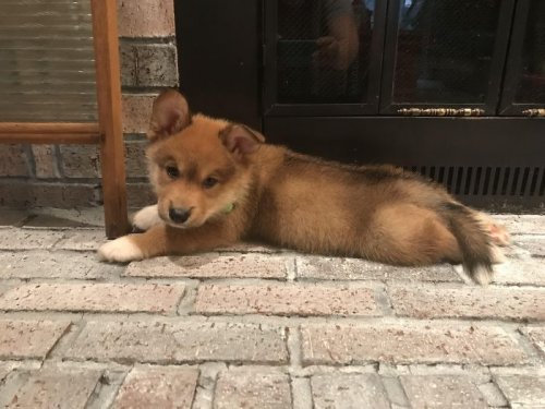 Прелестных пёсиков много не бывает! Прелестных пёсиков много не бывает!