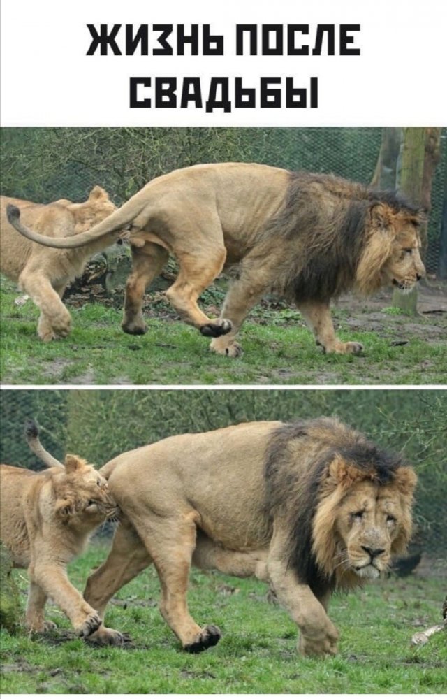 Шутки и мемы про отношения и современных девушек Шутки и мемы про отношения и современных девушек позитив,смешные картинки,юмор