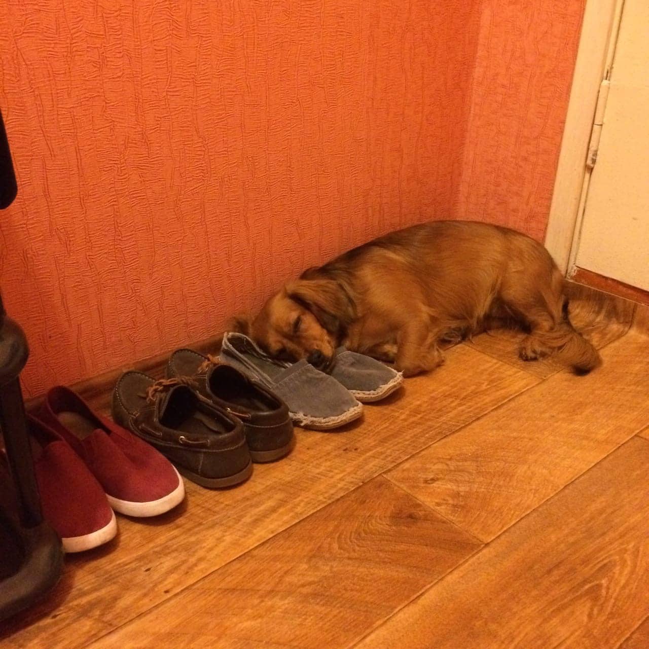 собака спит