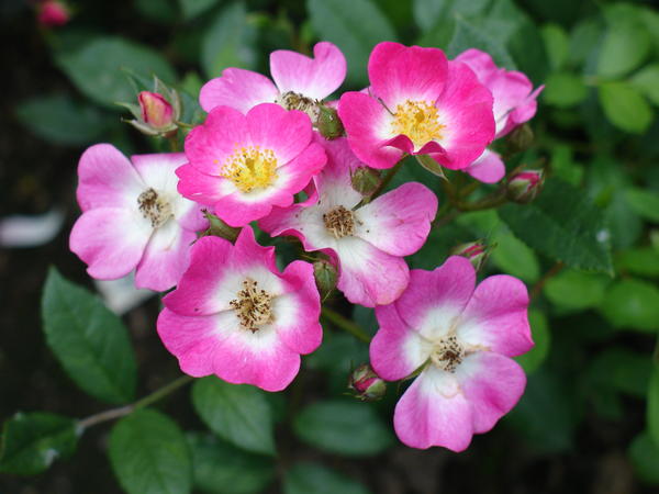 &amp;lsquo;Mozart&amp;rsquo;