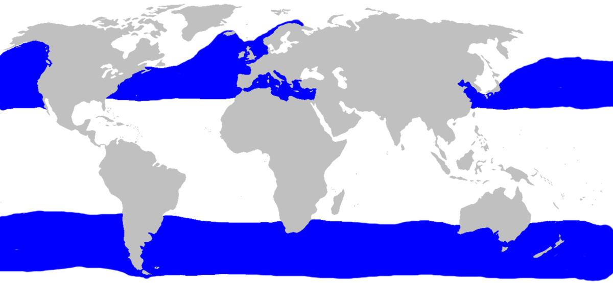 Распространение гигантской акулы (CC BY-SA commons.wikimedia.org)