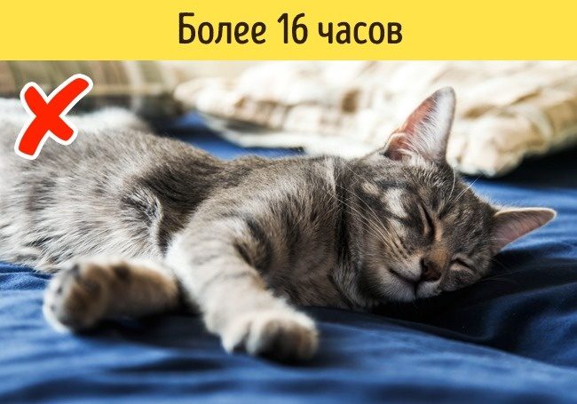 Какие признаки указывают на то, что питомца надо срочно показать ветеринару