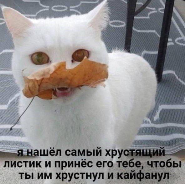 Интернет мемы в воскресение 