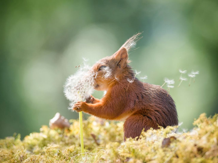 Фотографии финалистов Comedy Wildlife Photography Awards 2019