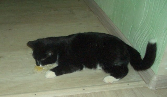 Что же выберет котенок ? животные, котенок, котенок играет, коты, питомцы