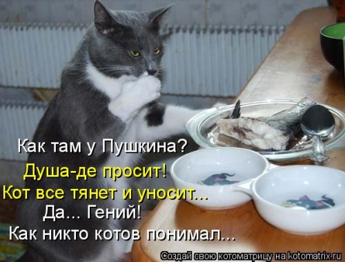 Новая котоматрица  смешные картинки