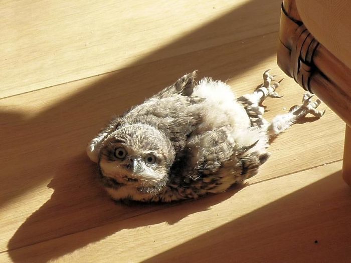 10 смешных фото о том, как спят совы 