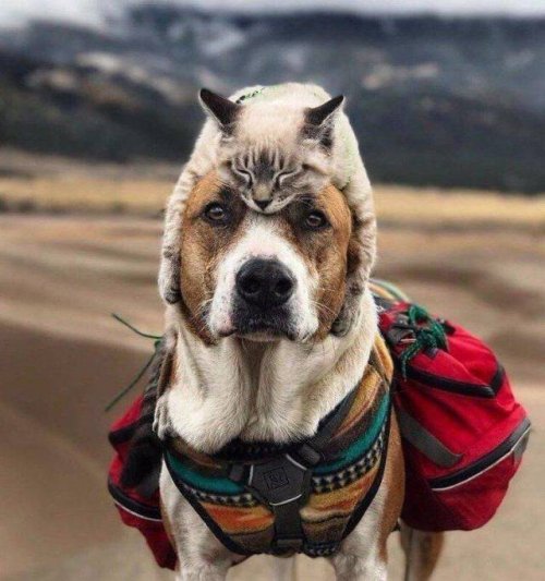 Эмоции и настроение в фотографиях Эмоции и настроение в фотографиях