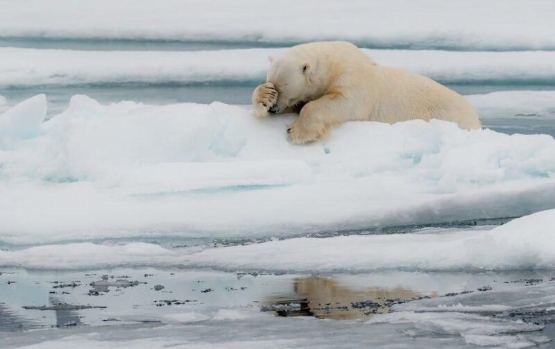 Фотография: Самые смешные фото диких животных от финалистов Comedy Wildlife Photography Awards 2020 №13 - BigPicture.ru