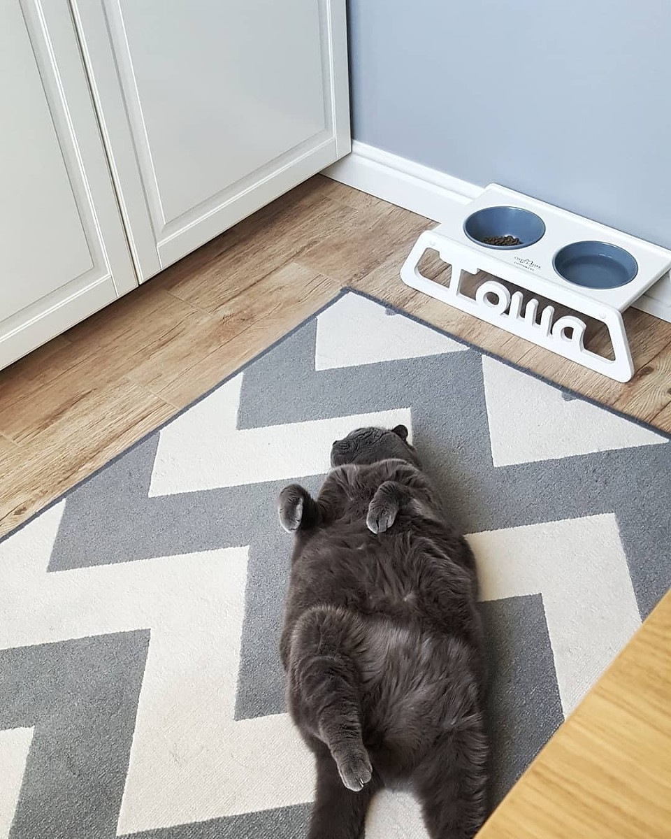 Что учесть при выборе отделочных материалов и мебели, если у вас есть домашний питомец? Что учесть при выборе отделочных материалов и мебели, если у вас есть домашний питомец? домашние животные