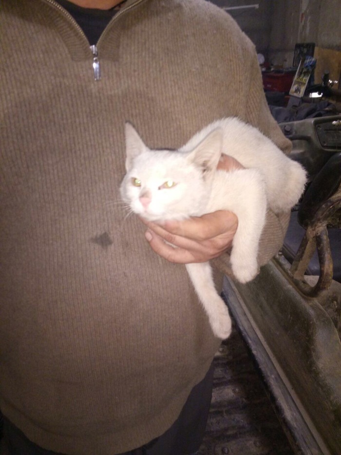 Спасение котёнка и котёнок спасает 3 людей. кот, спасение животных, автосервис, длиннопост